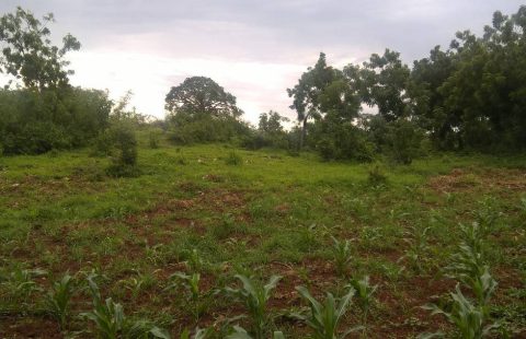 63 Acres land for sale at Kikambala KENYAN COAST