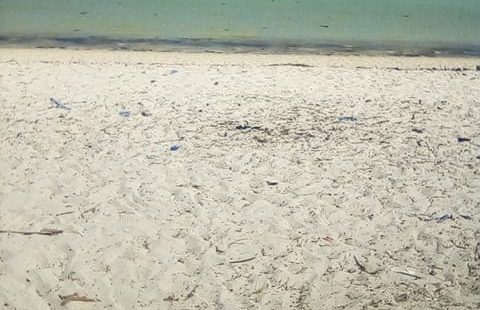 50 ACRES BEACH PLOT FOR SALE IN BOFA - KILIFI COUNTY - KENYAN COAST
