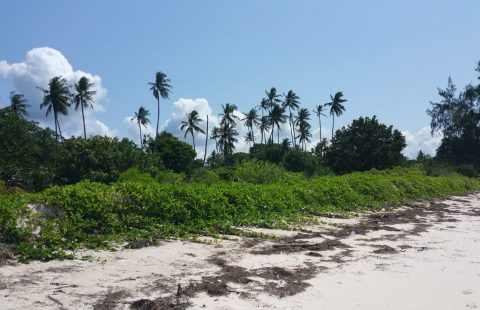 BEACH PLOTS FOR SALE AT DIANI