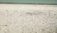 50 ACRES BEACH PLOT FOR SALE IN BOFA - KILIFI COUNTY